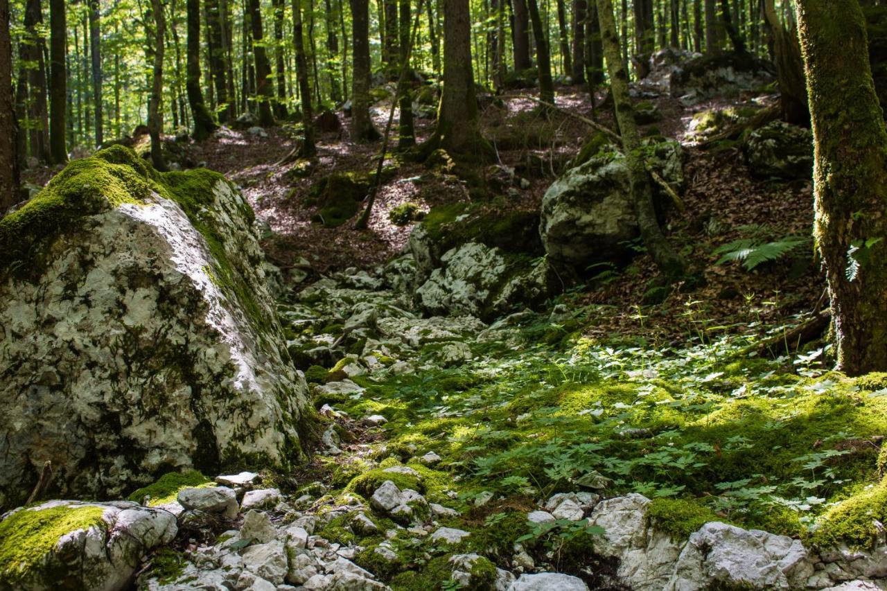 Apartma Petra Ravnik - Wanderer'S Hut Διαμέρισμα Bohinj Εξωτερικό φωτογραφία